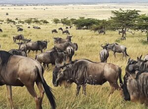 Serengeti National Park – Tanzania