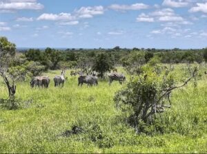 Kruger National Park – South Africa
